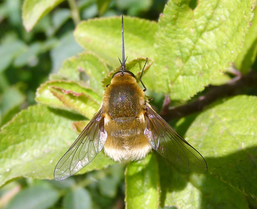 Bombylius sp.